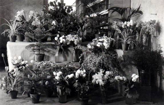 Schnittblumen - 1953